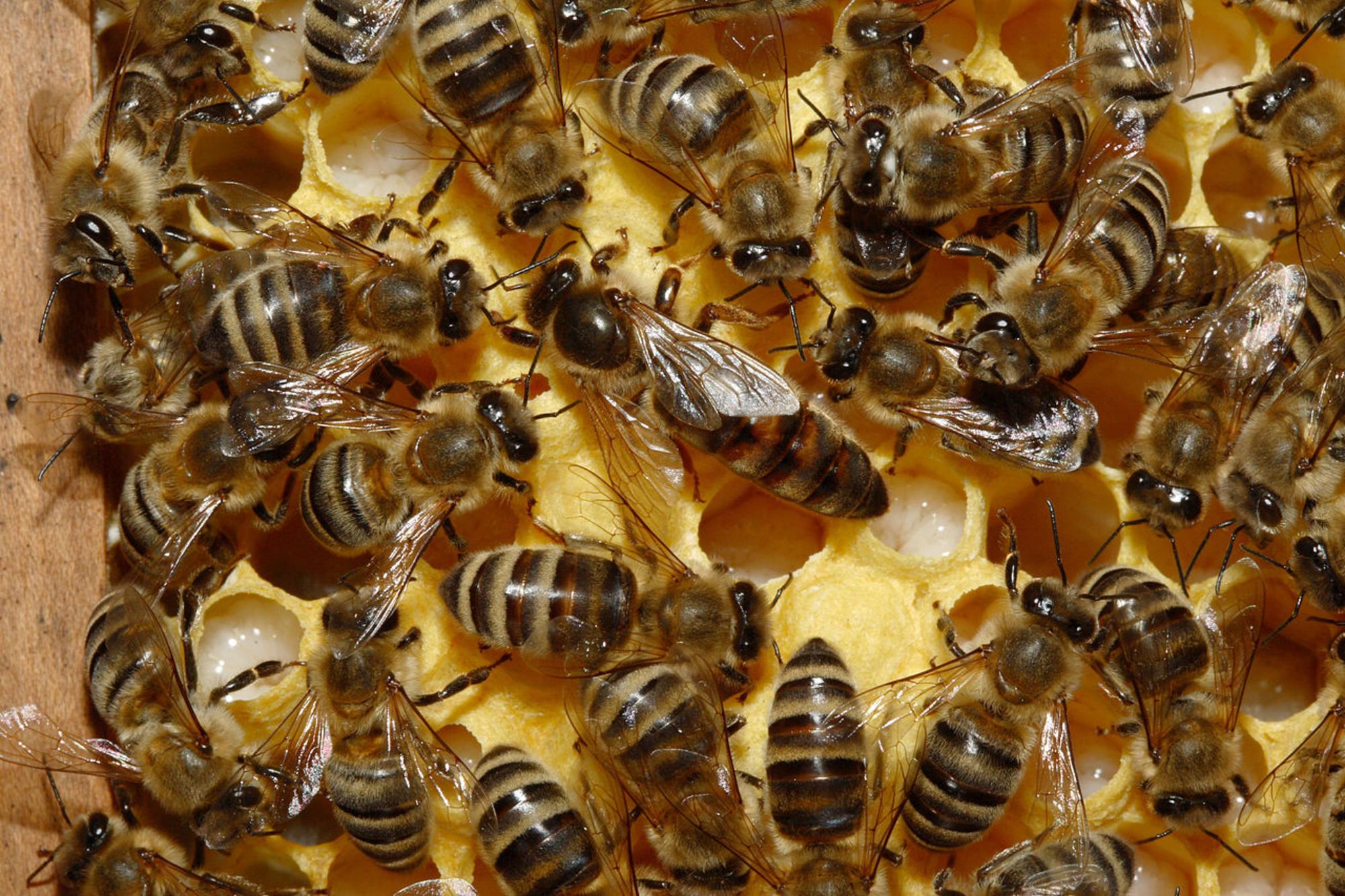 panal abejas